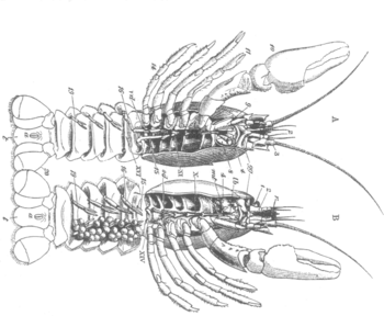http://spiny.com/naomi/blog/archives/crayfish-thumb.png